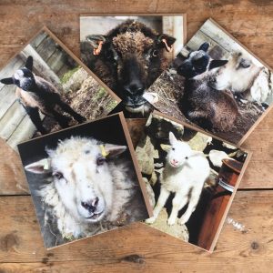 Sheepy Greeting Cards Bundle